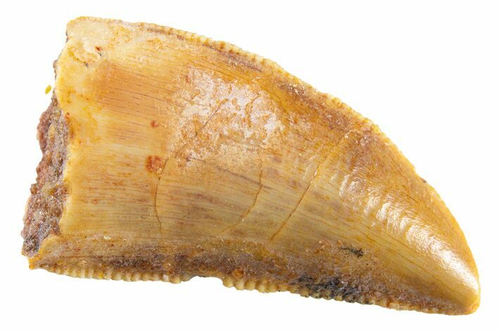 Serrated Raptor Tooth - Real Dinosaur Tooth #347032